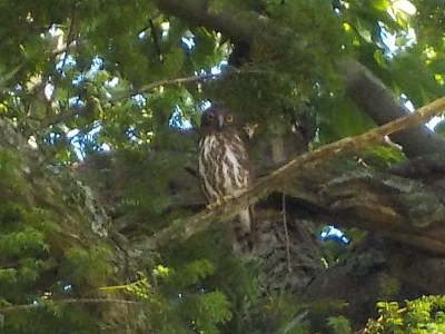 japan 島根県出雲市大社町杵築東185 夏の命主社です。 7月