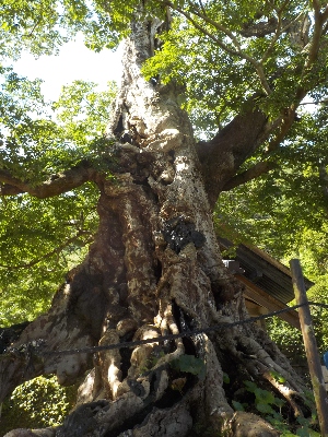japan 島根県出雲市大社町杵築東185 夏の命主社です。 7月