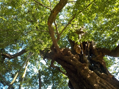 japan 島根県出雲市大社町杵築東185 夏の命主社です。 7月