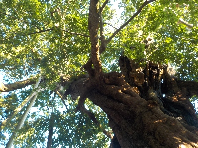 japan 島根県出雲市大社町杵築東185 夕方、命主社にアオバズクを見に行きました。 8月