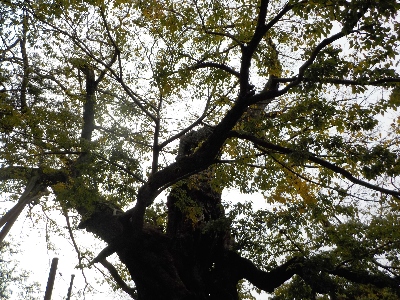 japan 島根県出雲市大社町杵築東185 神在祭中の命主社のムクノキ。 11月