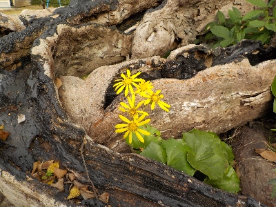 japan 島根県出雲市大社町杵築東185 神在祭中の命主社のツワブキ。 11月