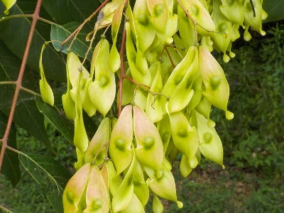 japan 島根県出雲市西園町上長浜4258 七夕前の長浜神社に行きました。 7月