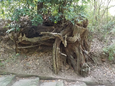japan 島根県出雲市西園町上長浜4258 七夕前の長浜神社に行きました。 7月