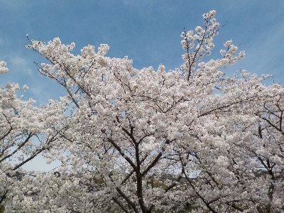 japan 島根県出雲市大社町菱根264-2 島根ワイナリーで桜の花見です。