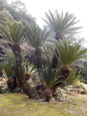 旧正月に出雲大社にお詣りしました。