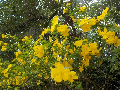 japan 島根県出雲市大社町杵築東195 出雲大社で桜の花見です。