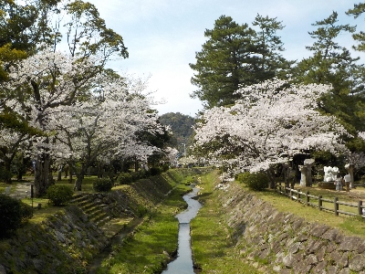 japan 島根県出雲市大社町杵築東195 出雲大社で桜の花見です。