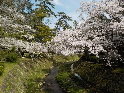 japan 島根県出雲市大社町杵築東195 出雲大社で桜の花見です。