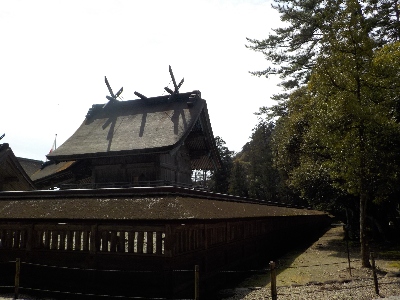 japan 島根県出雲市大社町杵築東195 出雲大社で桜の花見です。