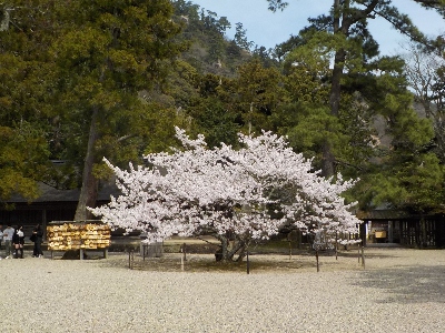 japan 島根県出雲市大社町杵築東195 出雲大社で桜の花見です。