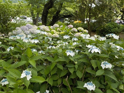 japan 島根県出雲市大社町杵築東195 紫陽花を見に出雲大社に行きました。 6月