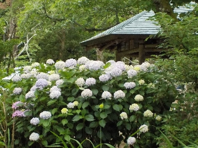 japan 島根県出雲市大社町杵築東195 紫陽花を見に出雲大社に行きました。 6月
