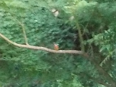 japan 島根県出雲市大社町杵築東195 出雲大社でバードウォッチングをしました。 8月