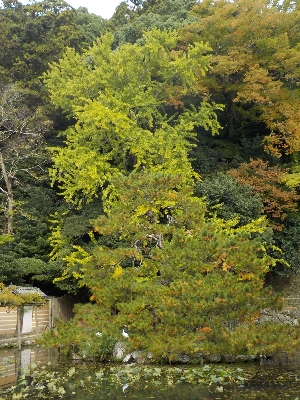 japan 島根県出雲市大社町杵築東195 神在祭中の出雲大社のイチョウ。 11月