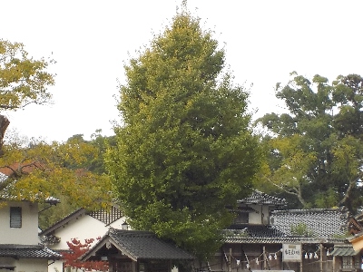 japan 島根県出雲市大社町杵築東195 神在祭中の出雲大社の銀杏。 11月
