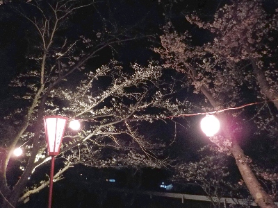 japan 島根県出雲市西林木町 鳶巣土手の桜並木で夜桜