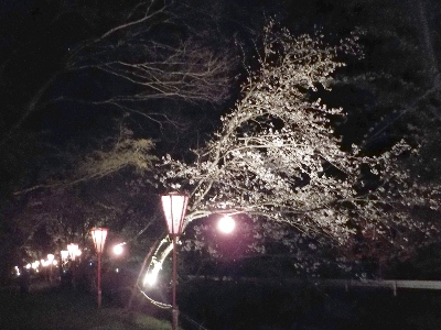 japan 島根県出雲市西林木町 鳶巣土手の桜並木で夜桜