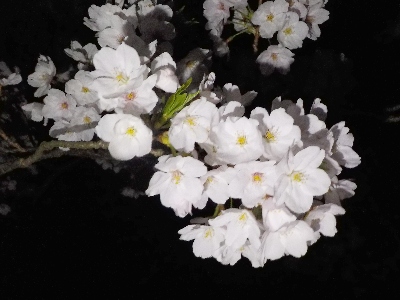 japan 島根県出雲市西林木町 鳶巣土手の桜並木で夜桜