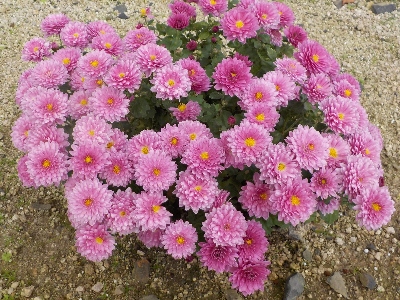 japan 島根県出雲市大社町菱根264-2 島根ワイナリーのピンク色の菊。 11月