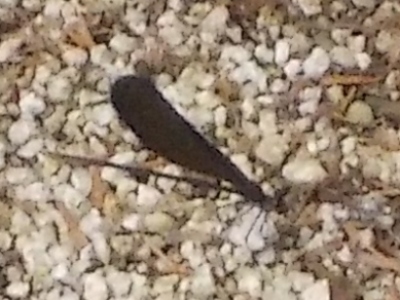 japan 島根県出雲市斐川町学頭825-2 道の駅湯の川には絵馬があるんだ。