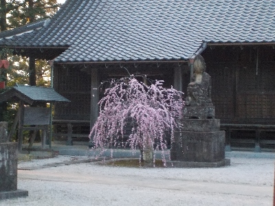 japan 島根県出雲市上塩冶町1749-7 塩冶神社に枝垂れ梅を見に行きました。