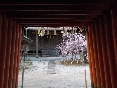 japan 島根県出雲市上塩冶町1749-7 塩冶神社に枝垂れ梅を見に行きました。