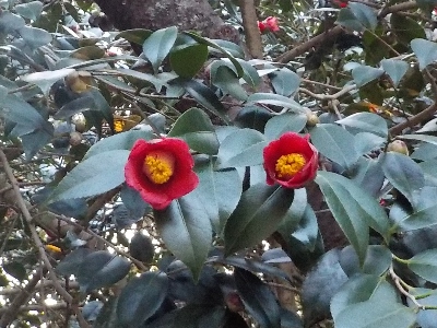 japan 島根県出雲市上塩冶町1749-7 塩冶神社に枝垂れ梅を見に行きました。