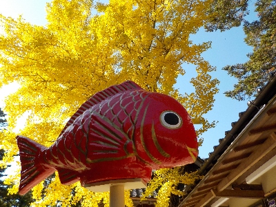 japan 島根県出雲市上塩冶町1749-7 塩冶神社のイチョウの紅葉が明るくてキレイでした。