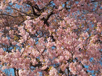 japan 島根県出雲市平田町287 極楽寺の河津桜、彼岸桜ではない。