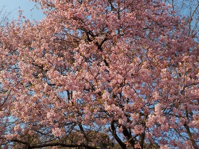 japan 島根県出雲市平田町287 極楽寺は河津桜の隠れた名所。