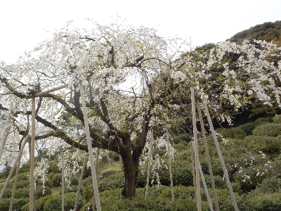 japan 島根県出雲市斐川町直江3864-2 斐川公園に桜を見に行きました。