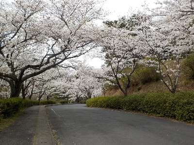japan 島根県出雲市斐川町直江3864-2 斐川公園に桜を見に行きました。