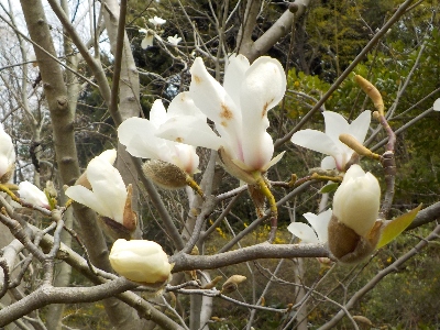 japan 島根県出雲市斐川町直江3864-2 斐川公園に桜を見に行きました。