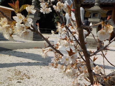 japan 島根県出雲市平野町921 粟津稲生神社の桜と椿。