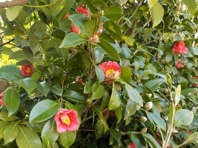 japan 島根県出雲市平野町921 粟津稲生神社の桜と椿。