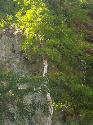 japan 島根県出雲市朝山町 岩根寺のノウゼンカズラ。