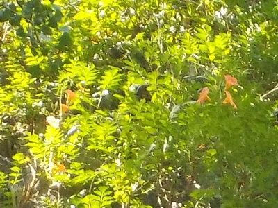 japan 島根県出雲市朝山町 岩根寺のノウゼンカズラのアップ。