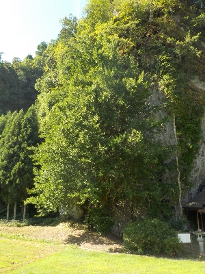 japan 島根県出雲市朝山町 岩根寺の銀杏