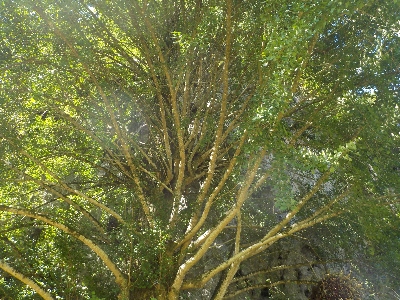 japan 島根県出雲市朝山町 岩根寺のイチョウ