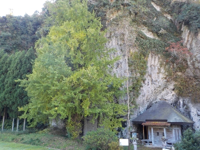 japan 島根県出雲市朝山町 岩根寺のイチョウはまだ紅葉していませんでした。