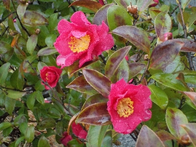 japan 島根県松江市袖師町1-5 島根県立美術館の椿塀。