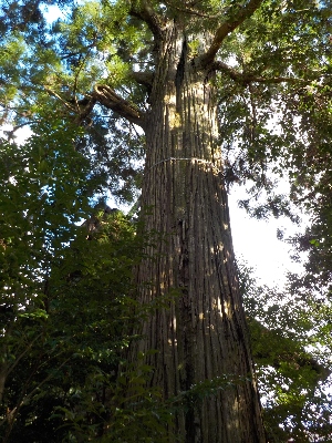 japan 島根県出雲市佐田町須佐730 お正月は須佐神社に観光に行きました。