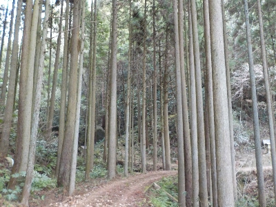 japan 島根県出雲市乙立町 須佐神社の帰りに立久恵峡に寄りました。