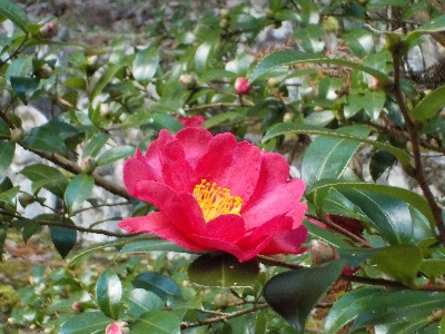japan 島根県出雲市乙立町 霊光寺のサザンカ。