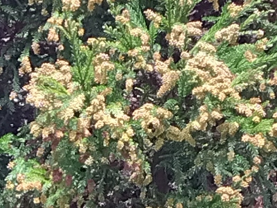 japan 島根県出雲市大社町杵築東195 杉花粉飛散前。