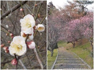 japan 島根県出雲市斐川町直江3864-2 斐川公園に梅の花を見に行ったんですが、いい運動になりました。