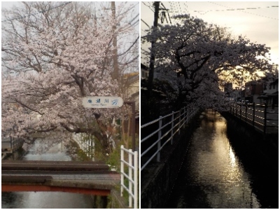 japan 島根県出雲市大津町 高瀬川といえば柳ですが、桜もなかなかないいですね。