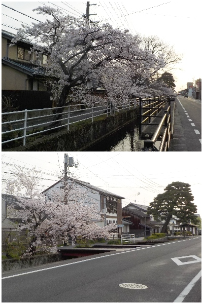 japan 島根県出雲市大津町 高瀬川といえば柳ですが、桜もなかなかないいですね。