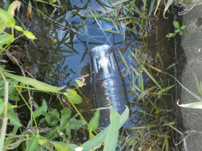 出雲市の天然メダカ Set up a killifish trap in the drainage channel of the rice field